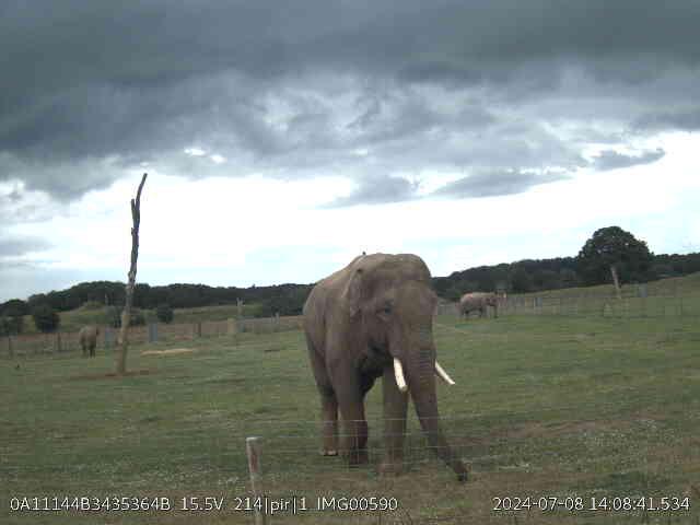 Ming-Jung the elephant captured by an Instant Detect 2.0 camera
