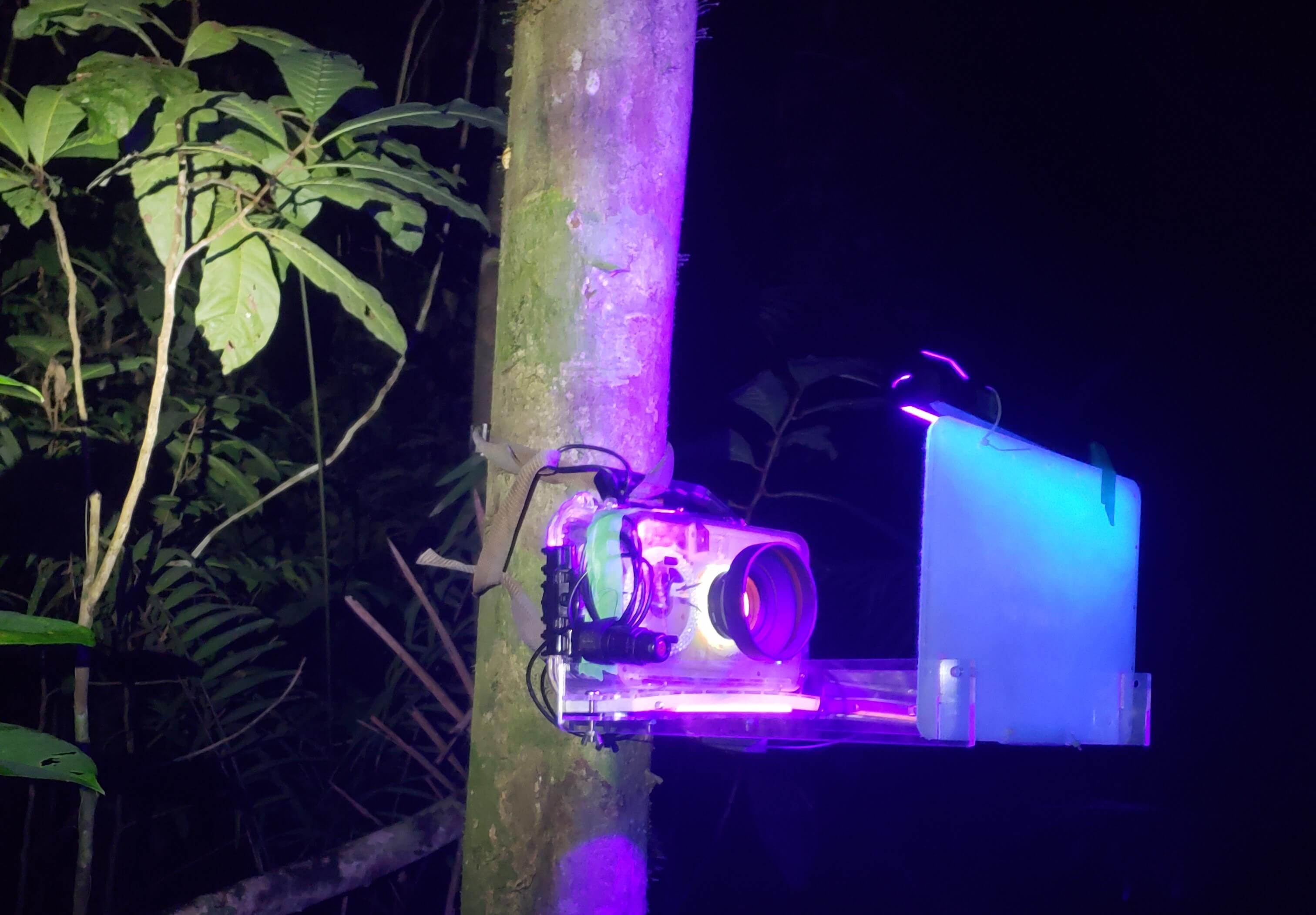 MothBox 3.1 deployed in Panama