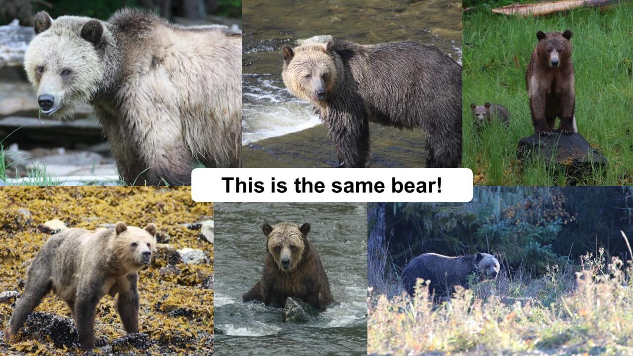 https://twitter.com/bearid_project/status/1684849865807769600?s=20