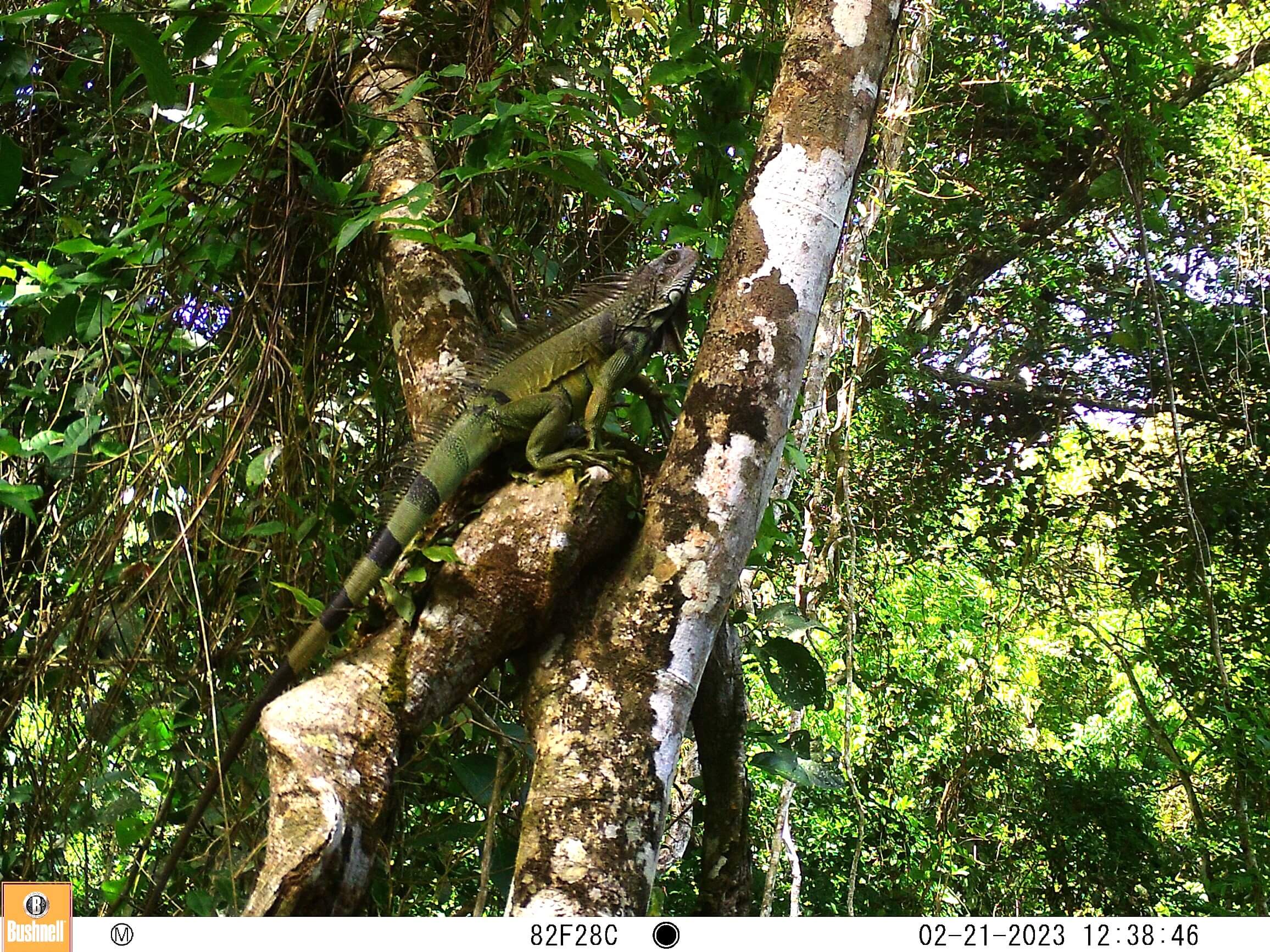 Image: Lucy Hughes The Margay Project