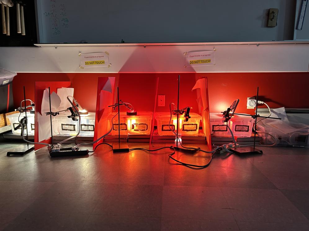 Classroom setup to study the effect of lighting on the growth of hornworm caterpillars.