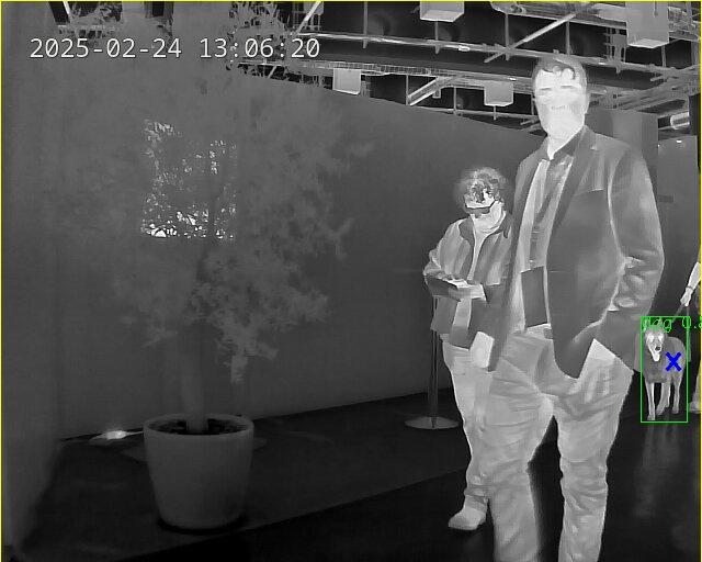 Detecting dogs in thermal