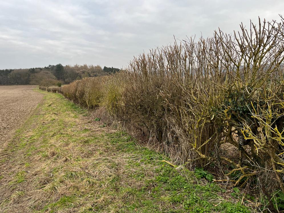 An Instant Detect 2.0 camera in a hedgerow