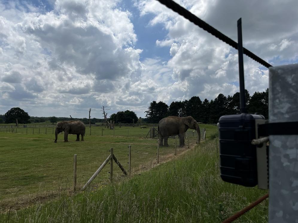 An Instant Detect 2.0 camera deployed at Whipsnade Zoo's elephant enclosure