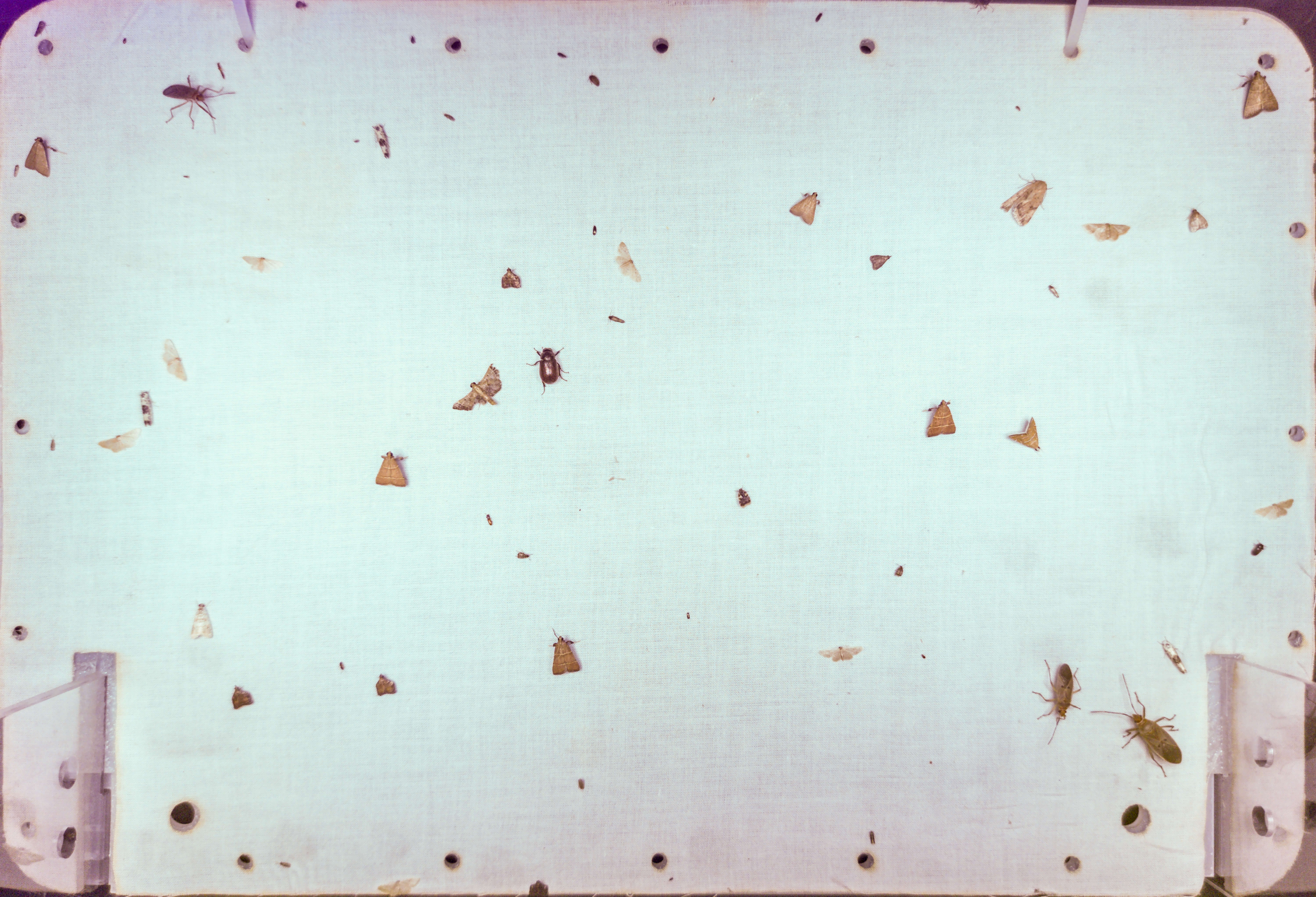 Sample image from MothBox 3.1