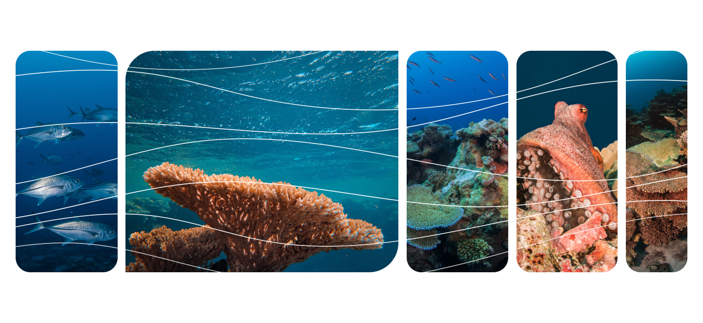 Image showing a collection of still from under the sea in the Micronesia region, showcasing school of fish, coral reefs teeming with life and a beautiful octopus.