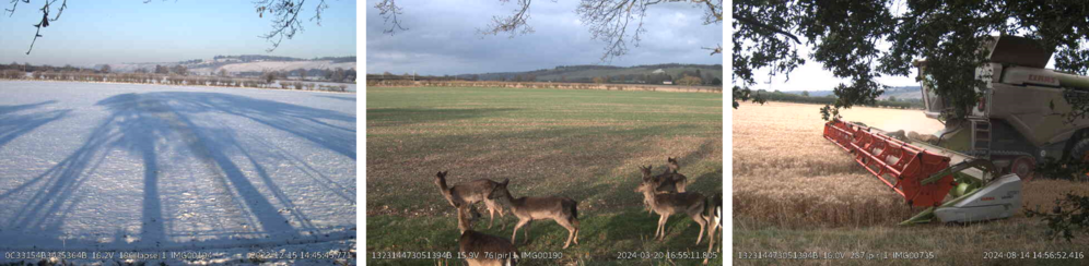 Instant Detect 2.0 Camera images from Dagnall Farm