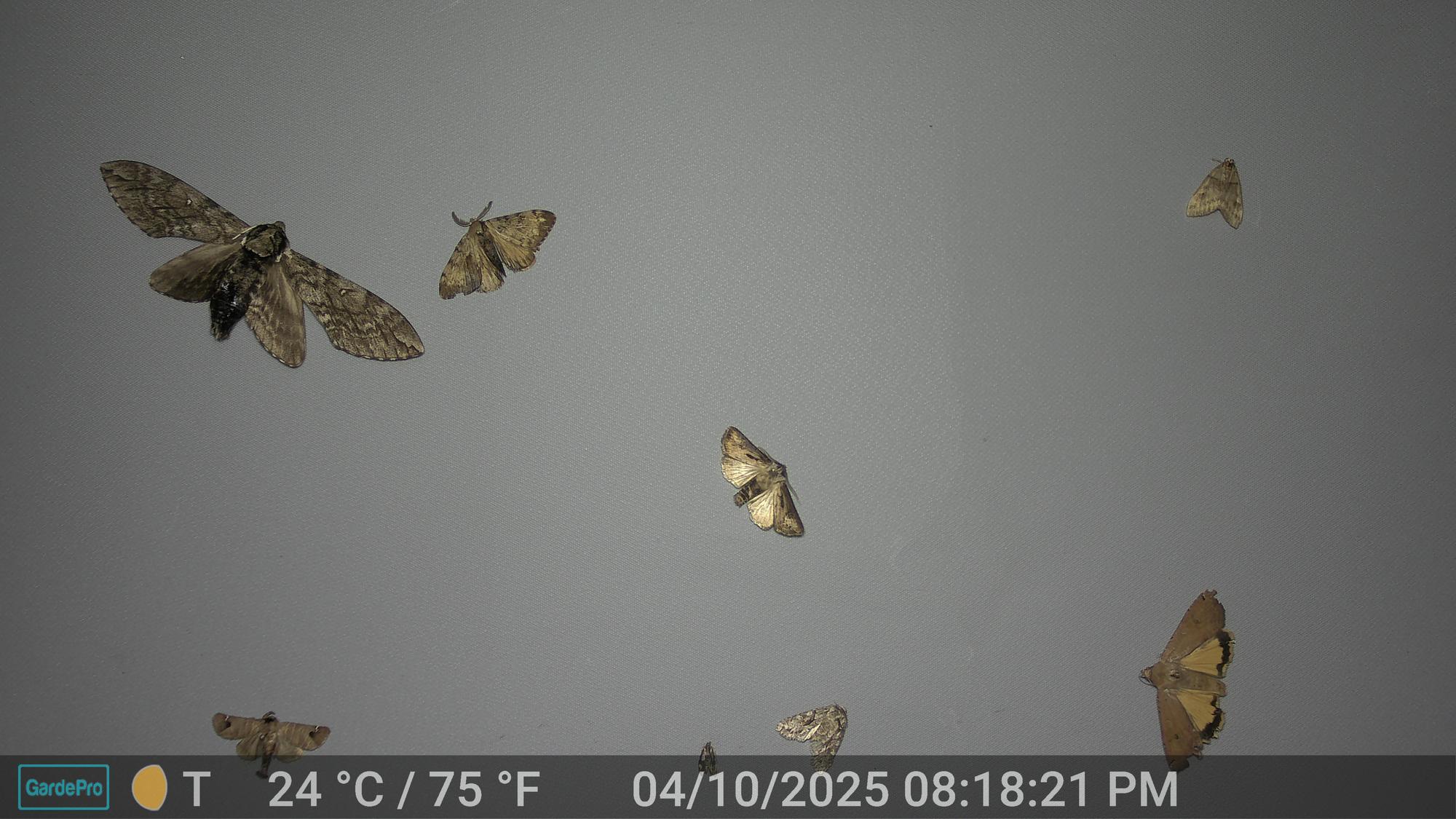 EntoCam photo
