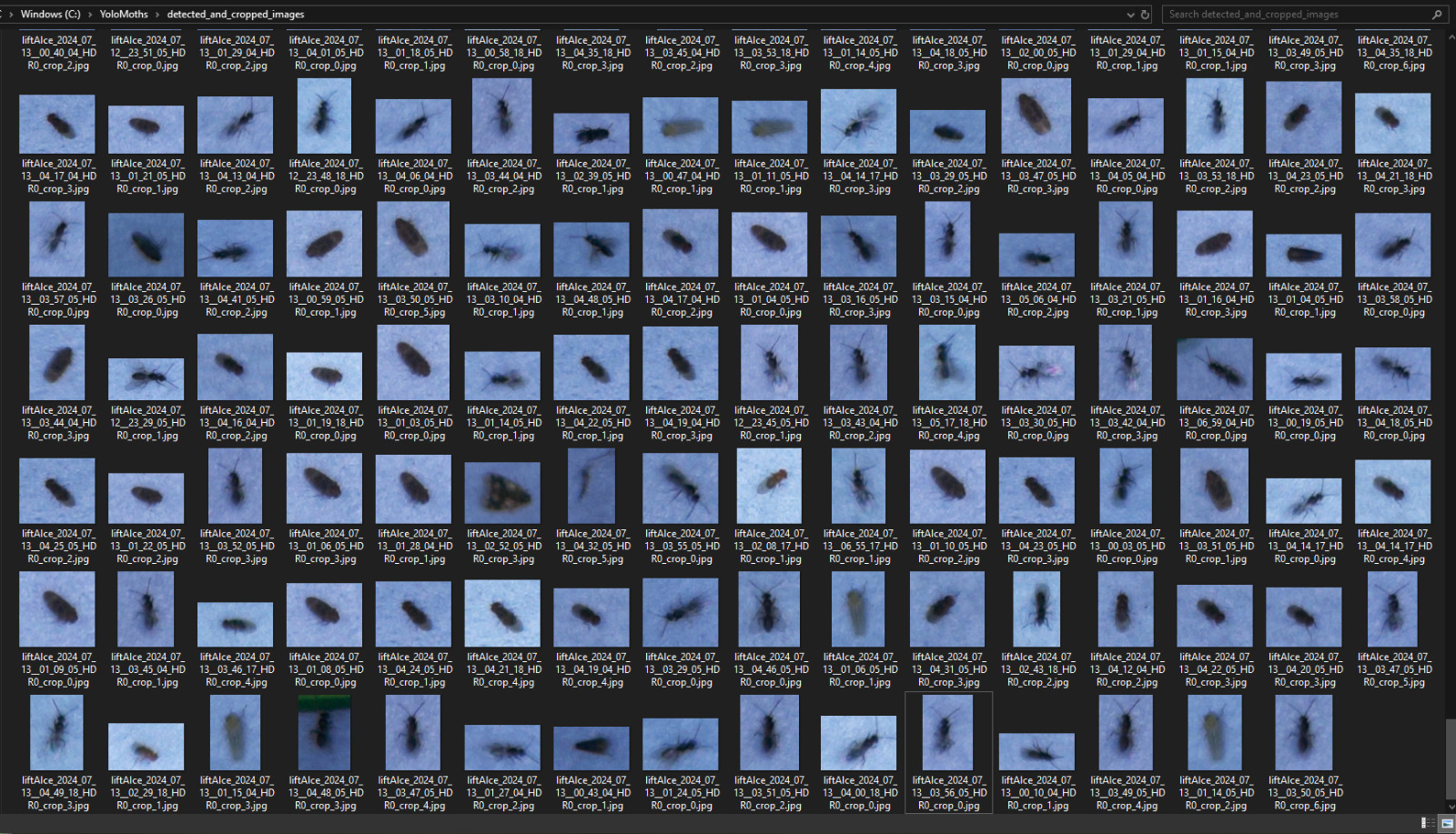 thumbnails of many insects
