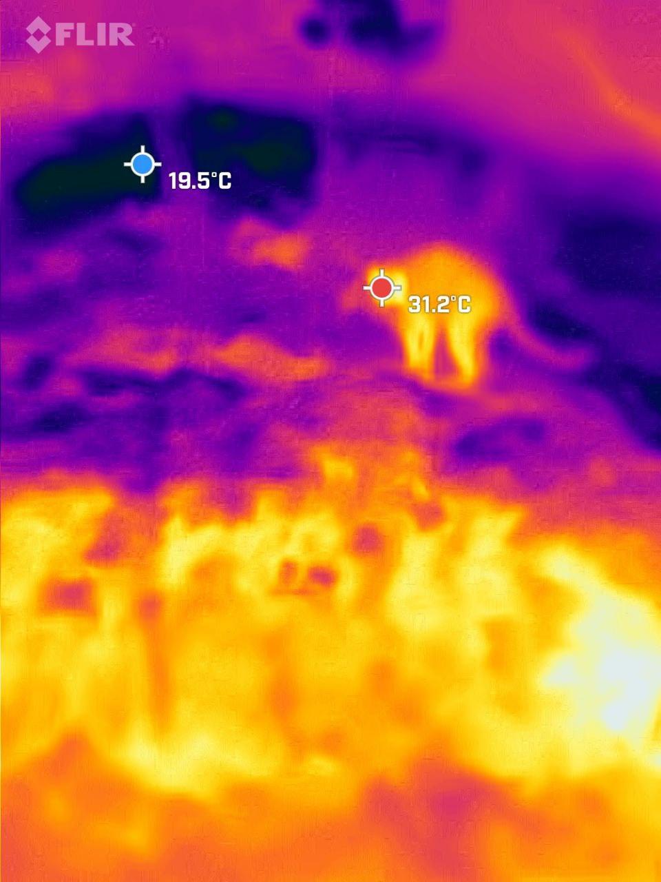 Cat in summer with thermal camera