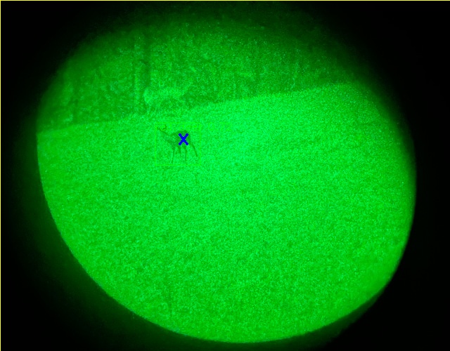 Roe deer