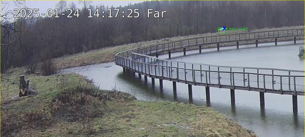 Far bear zoom