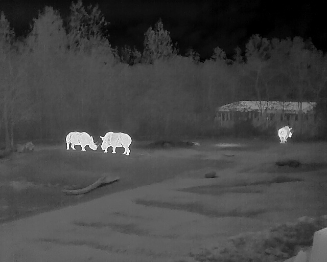 Rhinos with detail enhancement