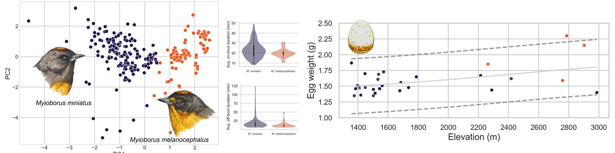 Exploratory analysis of incubation strategies in Myioborus miniatus and M. melanocephalus. (a) Principal Component Analysis (PCA) based on ecological, morphological, and behavioural variables, with group partitioning based on K-means clustering applied to the first three principal components (78.98% of total variance). The optimal number of clusters was selected by maximizing the silhouette score. The resulting clusters aligned strongly with species identity (Chi² = 153.97, p < 0.0001), with M. miniatus in dark violet and M. melanocephalus in dark orange. (b) Comparison of average on- (U = 8036.5, p = 0.0032) and off-bout durations (U = 9238.5, p < 0.0001) between species. Significant differences were detected using Mann–Whitney U tests. (c) Relationship between egg mass and elevation (left), showing a significant positive trend (GAM: pseudo R² = 0.2172, p < 0.001), and species-level comparison of egg mass (right), revealing significantly heavier eggs in M. melanocephalus (Mann–Whitney U = 1106.0, p < 0.0001). Asterisks in boxplots denote statistically significant differences between groups, * and ** indicate distinct groups supported by Mann–Whitney U tests. Illustrations made in watercolour by Lizarazo.