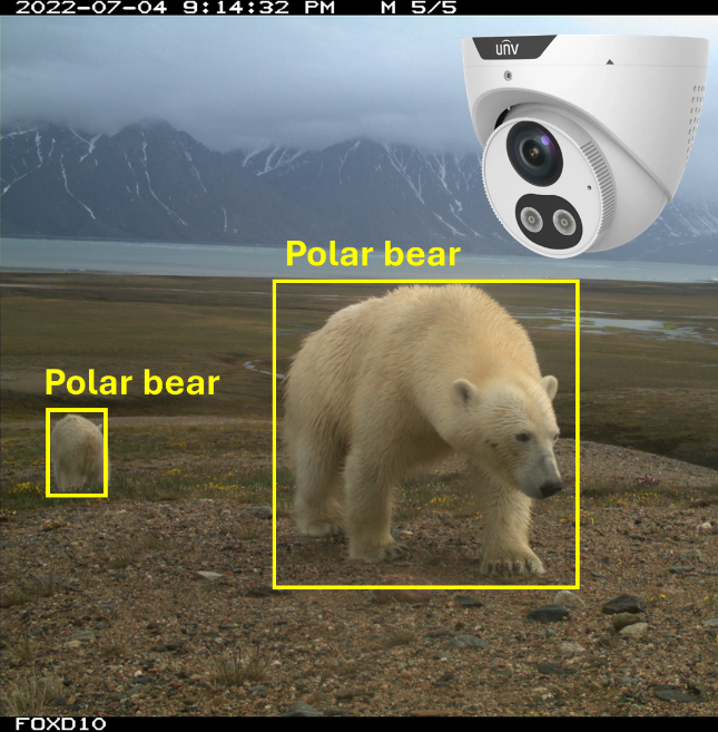 polar bears with bounding boxes and an IP camera
