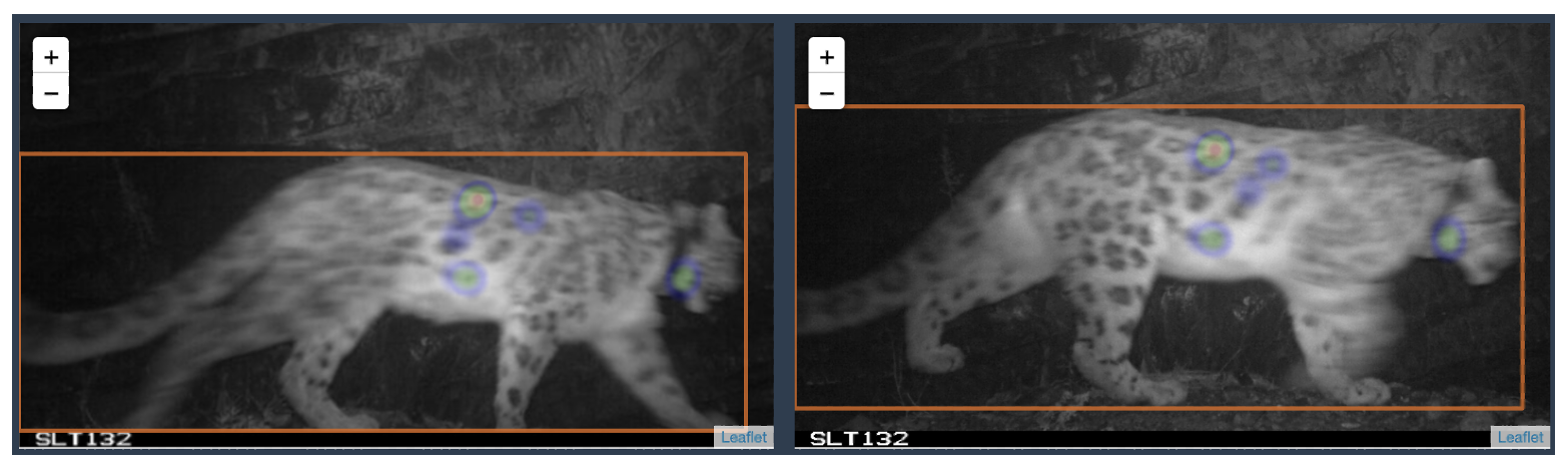 Side-by-side comparison of two snow leopard camera trap images, showing coloured areas that the Hotspotter algorithm thinks are matching. The images are in black and white and the patterns are quite blurred due to the movement of the snow leopards.