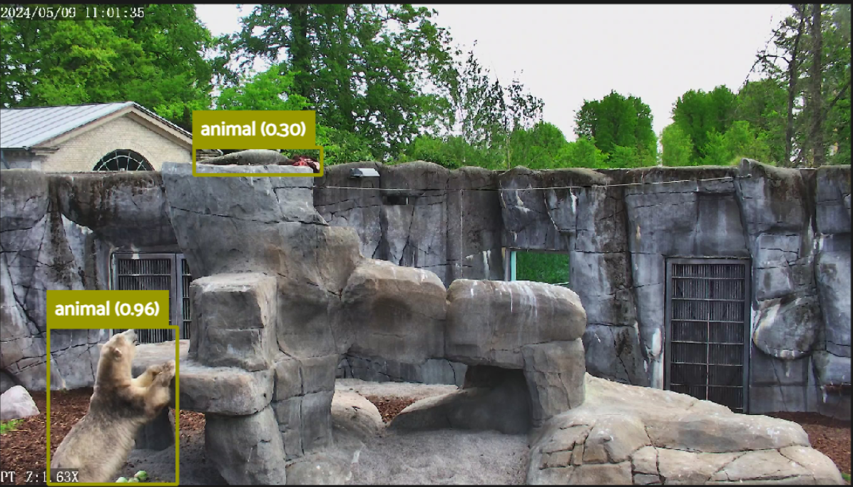 Polar bear in a zoo
