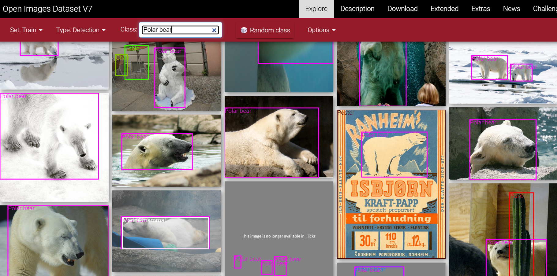 polar bears from Goggle's Open Images Dataset V7