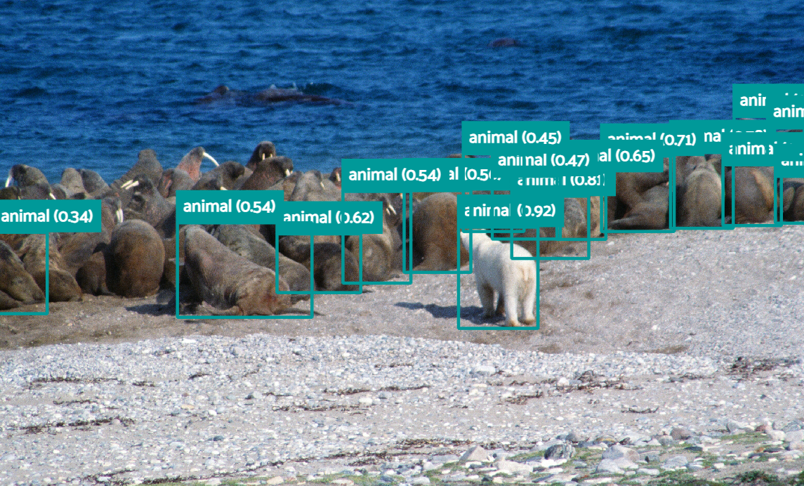 Polar bear in front of big group of walrusses on a beach
