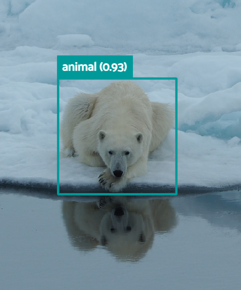 polar bear on sea ice