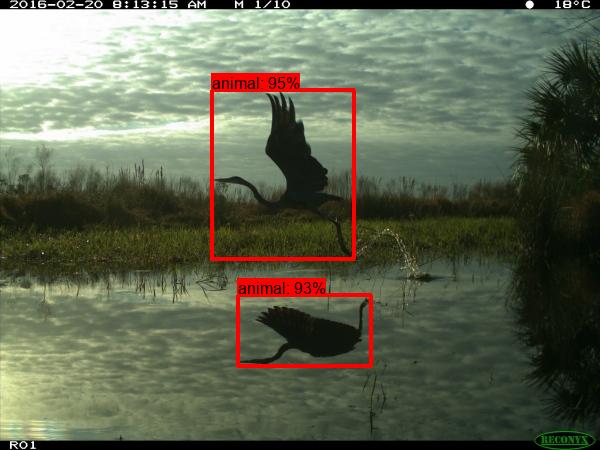 water bird with a reflection and bounding boxes