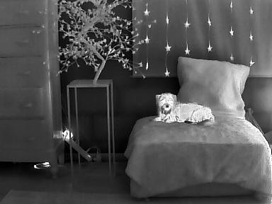 Thermal puppy