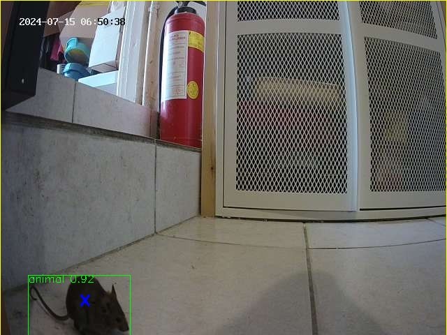 Mouse withy PyTorch Wildlife V5