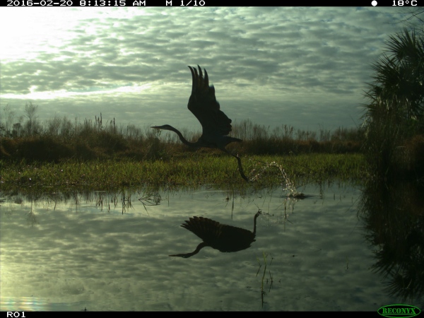 water bird with a reflection
