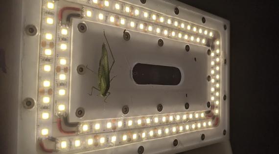 A view of the AMI-trap camera (centre), and light rings. Plus non-moth visitor!