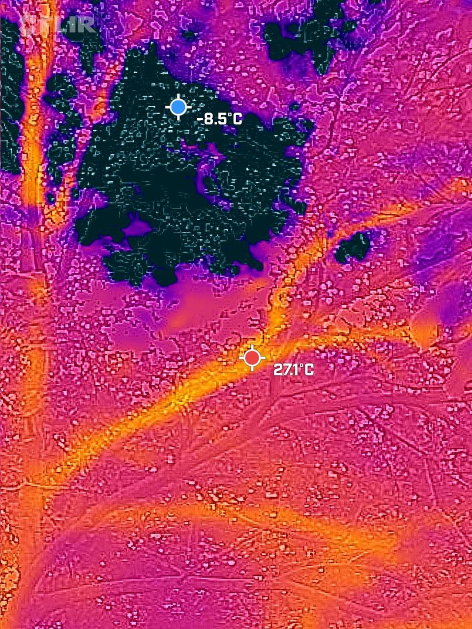 squirrel thermal detection