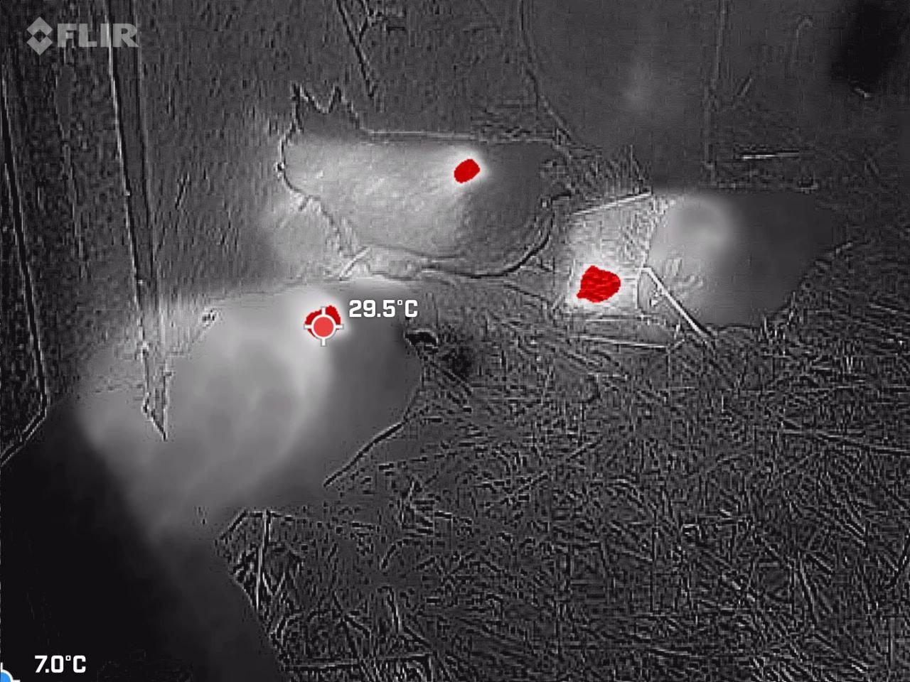chickens thermal image