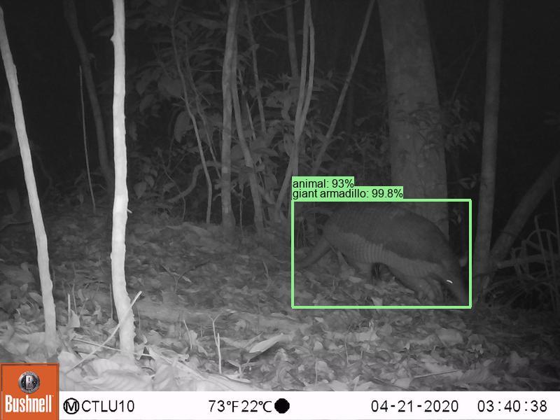 A camera trap image of a giant armadillo recognized by our SpeciesNet model