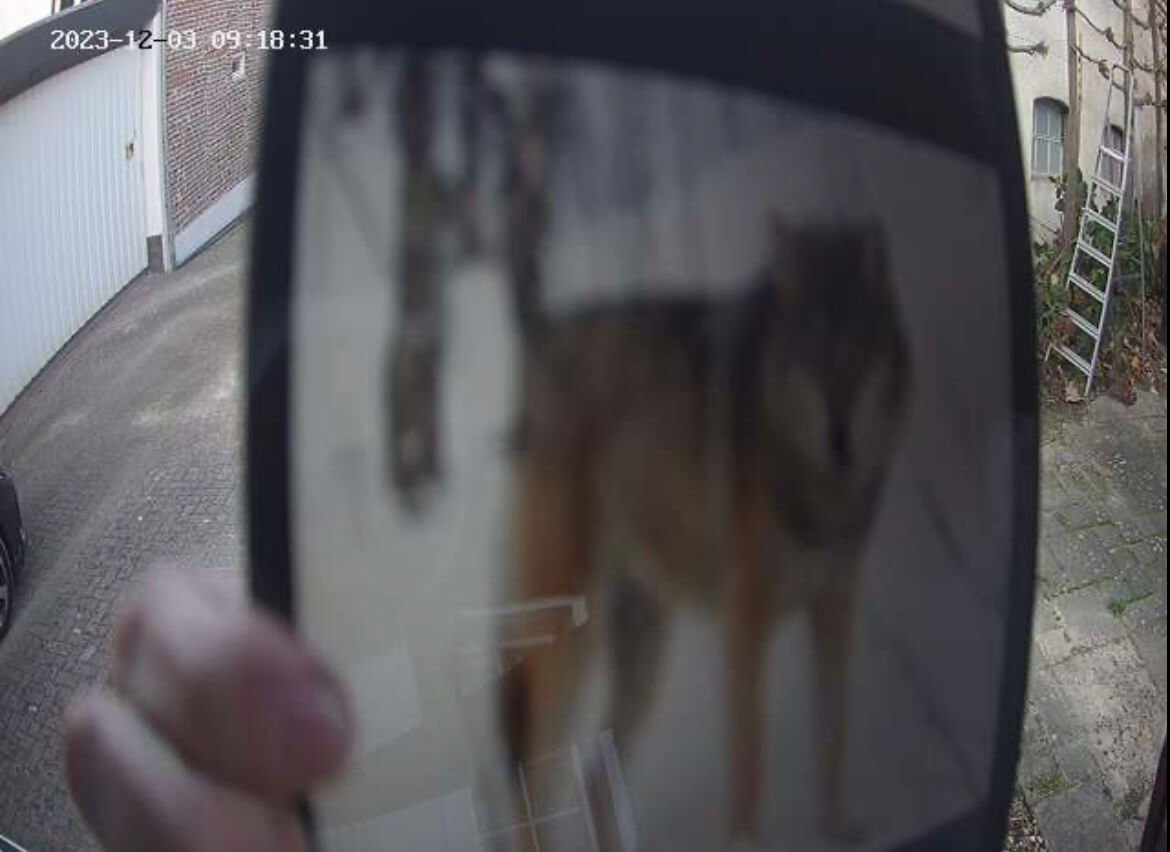 Wolf laptop