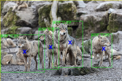 Wolves