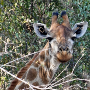 CERES WILD on a giraffe