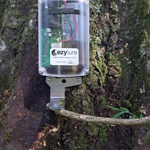 EzyLure unit on tree