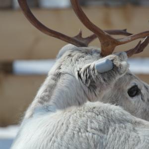Device in Reindeer ear