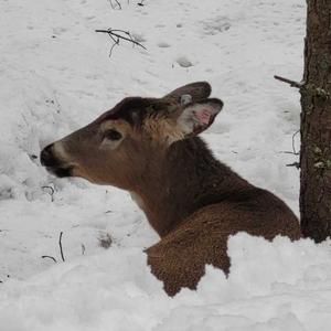 White tail deer