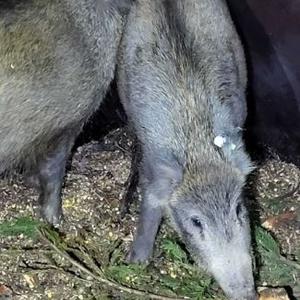 Wild Boar with Nano Track