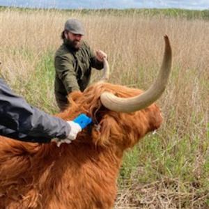 Attachment for Highland cattle