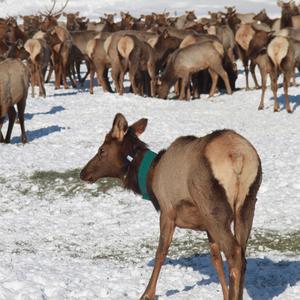 Elk wearing Margo Luminous